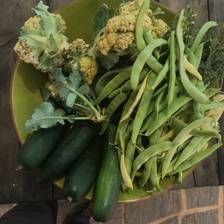 Permaculture Design Course with Kyle
