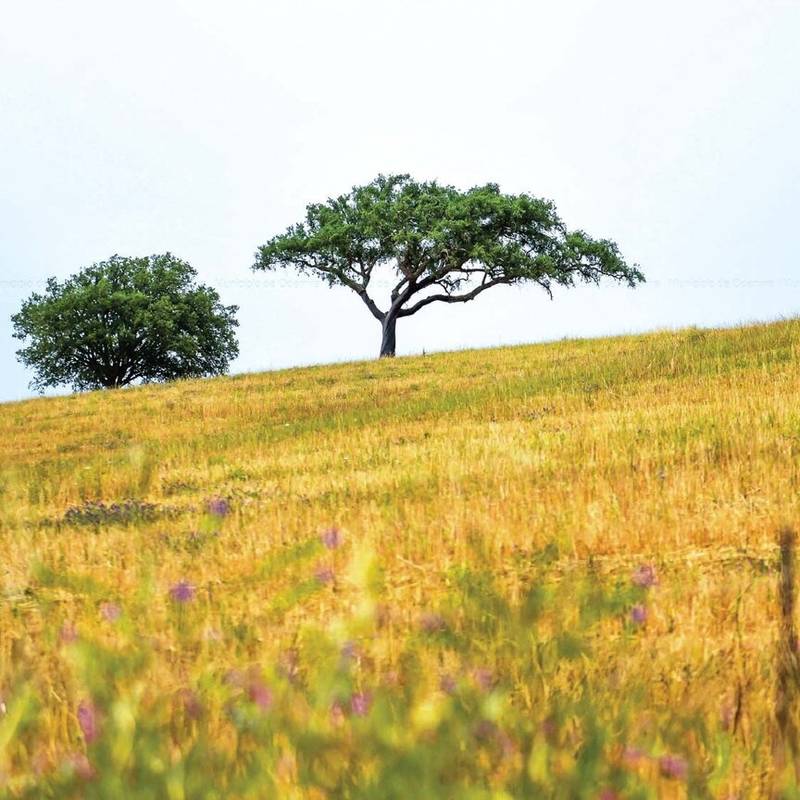Celebração do Dia da Floresta Autóctone