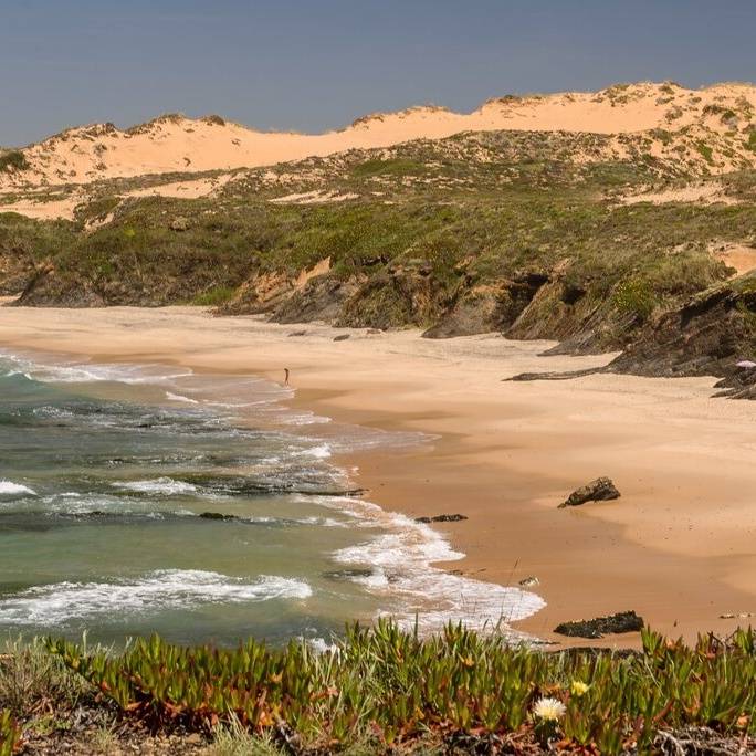Controlo de espécies invasoras em habitats dunares