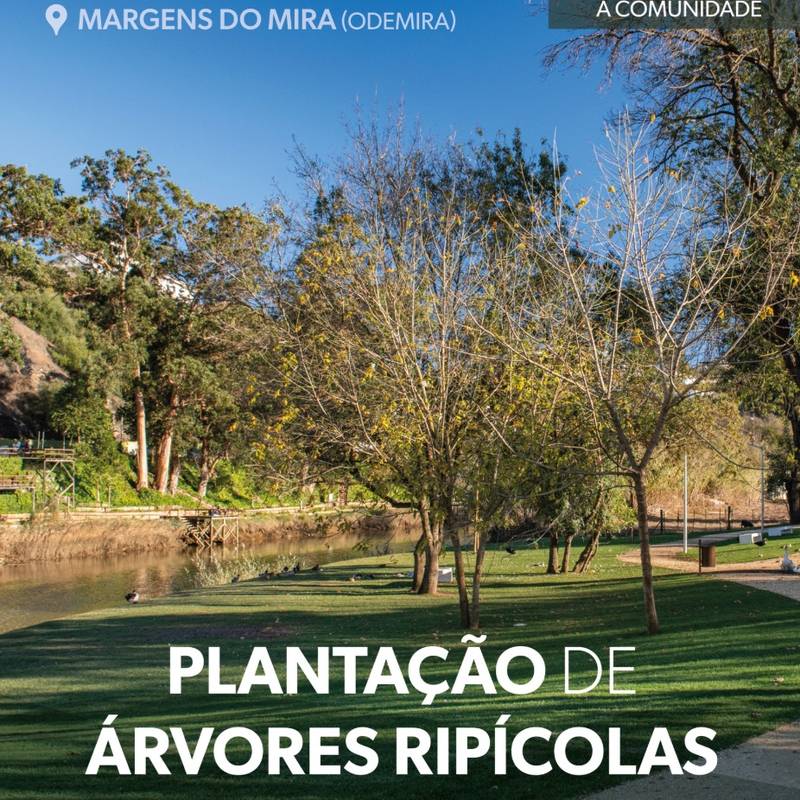 Ação de plantação de árvores ripícolas